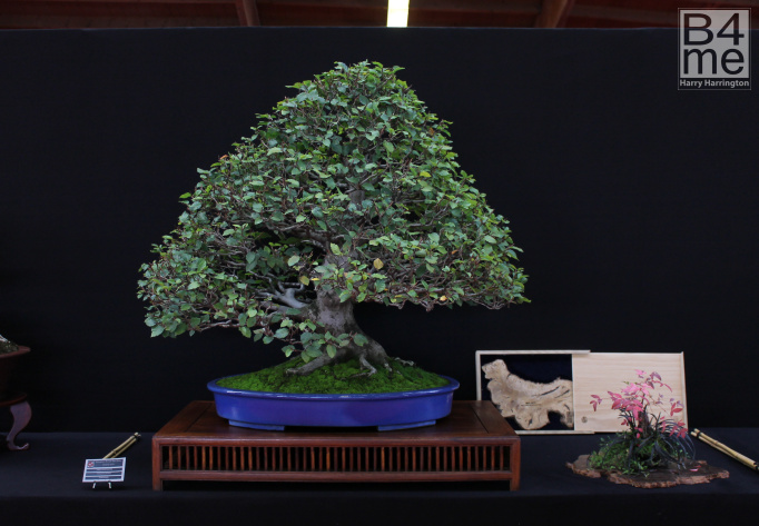 Beech bonsai